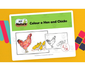 Colour a Hen and Chicks