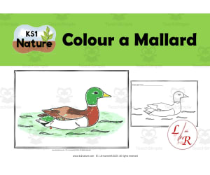 Colour A Mallard