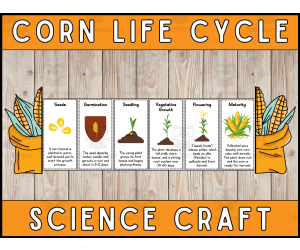 Corn Life Cycle Craft Foldable Science Cut and Paste Activity