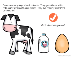 Cow Life Cycle Adapted Book - Google Slides