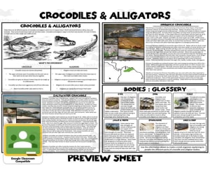 Crocodiles and Alligators Mini Unit