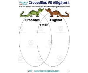 Crocodiles vs Alligators Activity