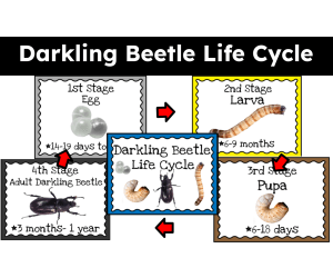 Darkling Beetle Life Cycle Anchor Chart Display