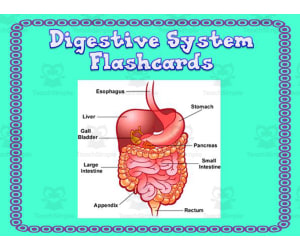 Digestive System Flashcards