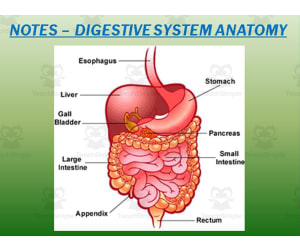 Digestive System | PowerPoint Presentation and Notes