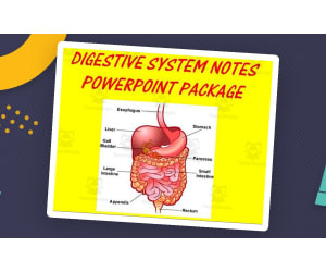 Digestive System | PowerPoint Presentations