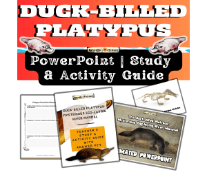 Duck-billed Platypus PowerPoint with Activity and Study Guide