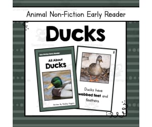 Ducks Informational Book | Nonfiction Early Reader Animal Booklet