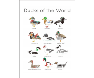 Ducks of the World Flashcards | Printable Water Colour Flashcards