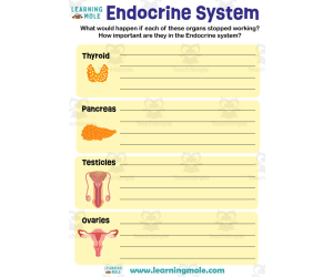 Endocrine System Activity