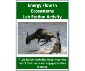 Energy Flow In Ecosystems - 7 Lab Station Activities