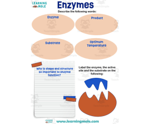 Enzymes Activity