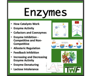 Enzymes - Senior High School Biology lesson