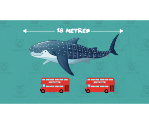 Fierce Ocean Animals | Animated Ocean Video Lesson