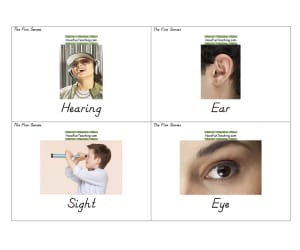 Five Senses Flash Cards