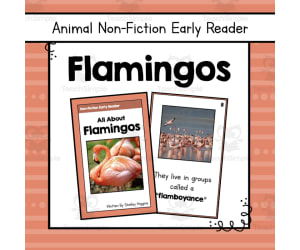 Flamingos Informational Book | Nonfiction Early Reader Animal Booklet