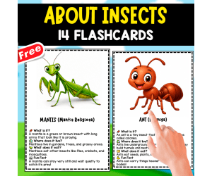 FLASHCARDS ABOUT 14 INSECTS | IN ENGLISH