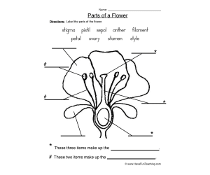 Flower Parts of a Plant Worksheet