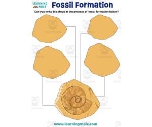 Fossil Formation Activity