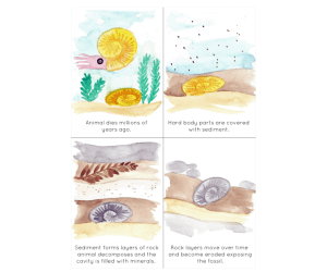 Fossil Formation Sequencing Flashcards