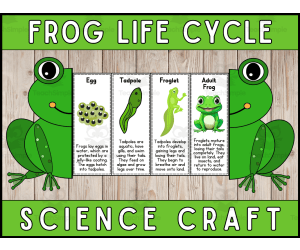 Frog Life Cycle Craft Foldable Science Cut and Paste Activity