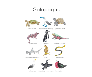 Galapagos Wildlife Flashcard and Poster Set