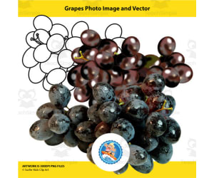 Grapes Photo Image and Vector