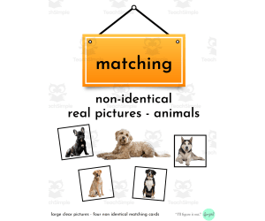 Group real photos of common animals