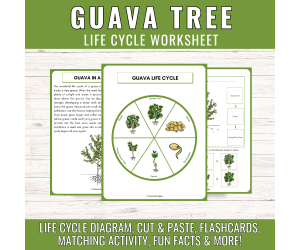 Guava Fruit Life Cycle Tropical Plant Science Unit Study Cut & Paste