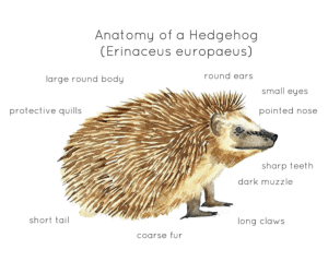Hedgehog Anatomy Printable Poster