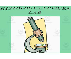 Histology Tissues Lab