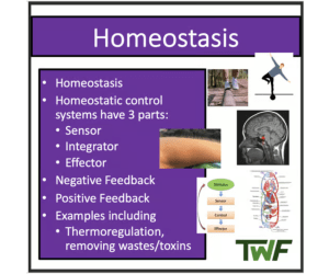 Homeostasis - Senior Biology lesson