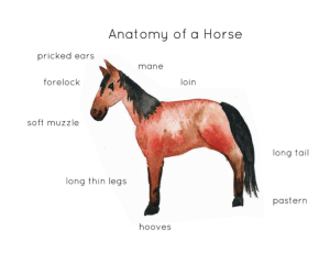 Horse Anatomy Interactive Printable Poster