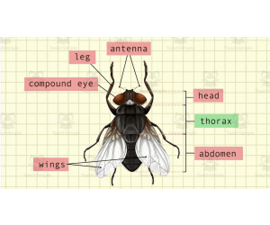 How Insects Move | Animated Insect Video Lesson