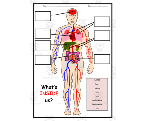Human Body Label Worksheet