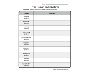 Human Body Systems Worksheet
