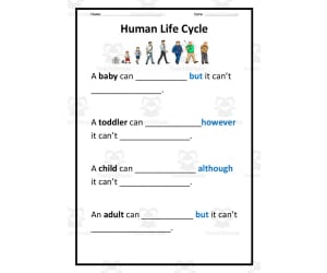 Human Life Cycle Worksheet
