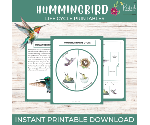 Hummingbird Life Cycle Worksheet- Bird Science Unit Study