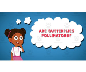 I WONDER - Are Butterflies Pollinators | Animated Video Lesson