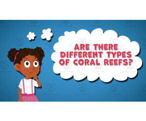 I WONDER - Are There Different Types Of Coral Reefs | Animated Video