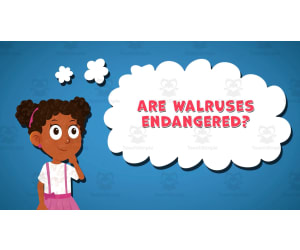 I WONDER - Are Walruses Endangered | Animated Video Lesson
