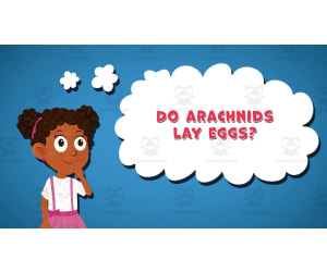I WONDER - Do Arachnids Lay Eggs | Animated Video Lesson