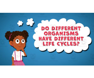 I WONDER - Do Different Organisms Have Different Life Cycles