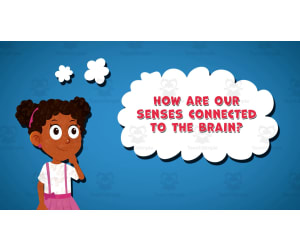 I Wonder - How Are Our Senses Connected To The Brain | Animated Video