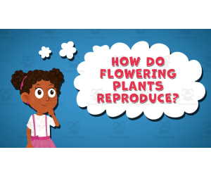 I WONDER - How Do Flowering Plants Reproduce | Animated Video Lesson