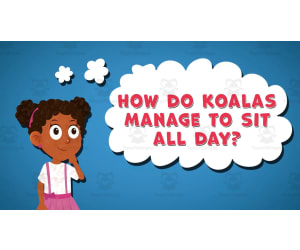 I WONDER - How Do Koalas Manage To Sit All Day | Animated Video Lesson