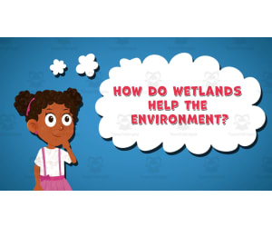 I WONDER - How Do Wetlands Help The Environment | Animated Video