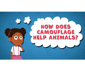 I WONDER - How Does Camouflage Help Animals | Animated Video Lesson