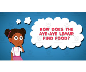 I WONDER - How Does The Aye-Aye Lemur Find Food | Animated Video