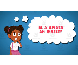 I WONDER - Is A Spider An Insect | Animated Video Lesson